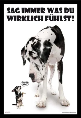 Image de Chiens - Poster - Dis toujours ce que tu penses + cadre interchangeable, Shinsuke® Maxi MDF noir, vitre acrylique