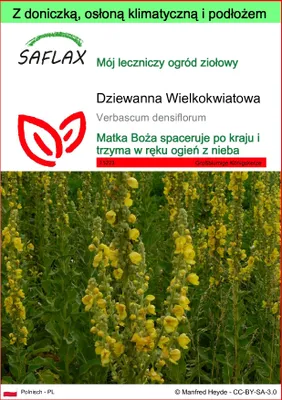Zdjęcie produktu dla SAFLAX - Garden to go - Dziewanna Wielkokwiatowa - 500 Nasiona - Z doniczką, pokrywą klimatyczną i podłożem do uprawy - Verbascum densiflorum
