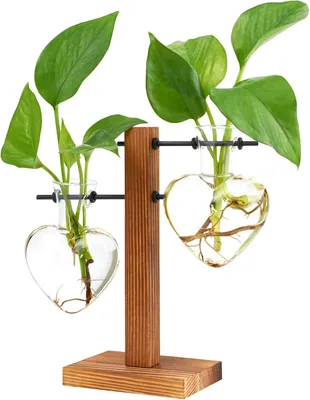 Image de Deux pots de fleurs avec support en bois, deux vases en verre hydroponiques, pour la décoration de bureau