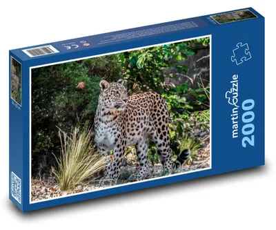 Zdjęcie produktu dla Puzzle 2000 Lampart na wolności - martinpuzzle