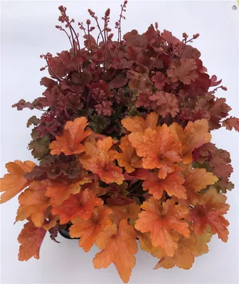 A close-up overhead view of a potted plant with vibrant orange and red leaves.