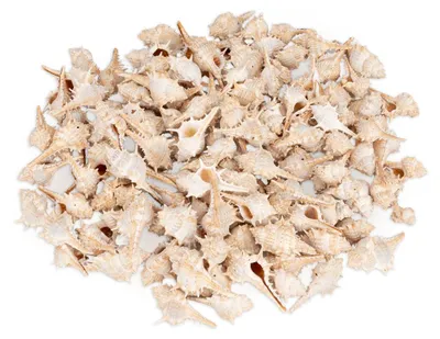 Produktbild von Murex trapa 1 kg 3-7 cm kleine Stachelschnecken Schneckenhäuser Deko maritim