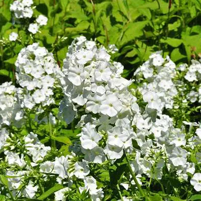 Image de 6 x Phlox paniculata « White Admiral » | Pot 9 cm x 9 cm