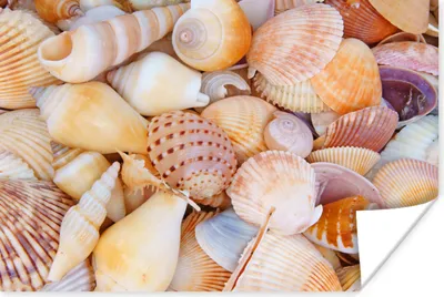 Produktbild von MuchoWow® Poster Muscheln - Strand - Sommer - Orange 120x80 cm - Bilder
