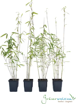 Produktbild von 4 x Schwarzer Bambus - Fargesia nitida Black Pearl - ideal für Hecken und Kübel