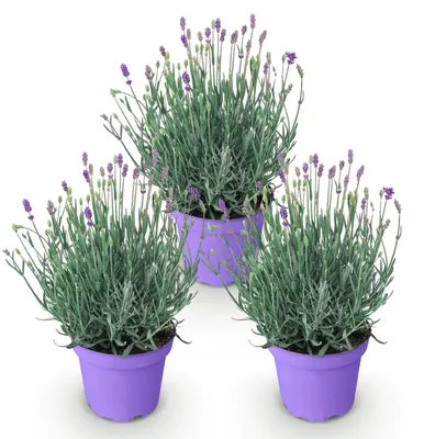 Produktbild von GreenboutiQ - Gartenpflanze - Lavandula angustifolia Munstead - Lavendel - Winterhart - Lila - 3 Pflanzen - Topf 12cm - Höhe 15-25cm