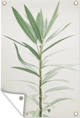 Obrázek produktu pro MuchoWow® Zahradní plakáty - Vysoká rostlina jako přírodní kulisa - 60x40 cm - Zahradní dekorace