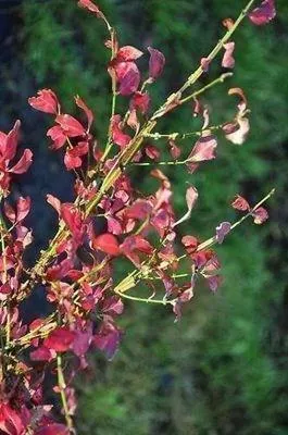 Obrázek produktu pro 10 kusů keře Euonymus alatus (křídlatka) | 15-+ cm, zakořeněné sazenice