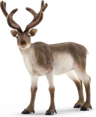Produktbild von Schleich Wild Life 14837 Rentier