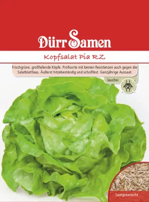 Artikelbild 1 von 'Kopfsalat Pia RZ' aus der Kategorie Kopfsalatsamen