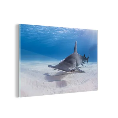 Obrázek produktu pro MuchoWow® Obrazy na skle - Nástěnné obrazy - Fotografie na skle Velký žralok kladivoun plave u mořského dna 60x40cm Nástěnná dekorace ze skla - akrylová malba