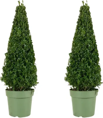 Produktbild von 2x Ilex Jenny Zierpflanze, Pyramidenform, 80 cm hoch, Topf 21 cm, Immergrün, Winterhart