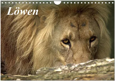 Produktbild von Löwen (Wandkalender 2026 DIN A4 quer), CALVENDO Monatskalender