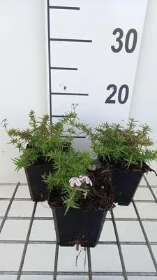 Obrázek produktu pro 6 x Phlox (s) 'Kimono Pink White' - plamének - Topf 9 x 9 cm
