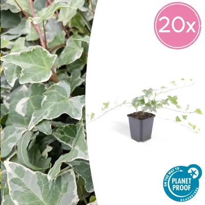 Zdjęcie produktu dla Roslina okrywowa - Bluszcz - Hedera helix 'Glacier' - Doniczka 9 cm - Zestaw 20 roslin
