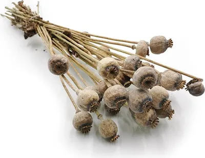 Produktbild von Mohn Kopf Samen Getrocknete - Natürlich