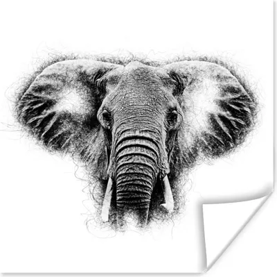 Produktbild von MuchoWow® Poster Elefant - Tiere - Schwarz - Weiß 50x50 cm - Wohnzimmerdekoration