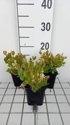 Zdjęcie produktu dla 6 x Persicaria hybr. 'Kahil' (tortuosa) - Rdestowiec ostrokończysty - Doniczka 9 x 9 cm
