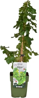 A potted plant with a label.