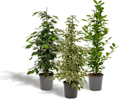Produktbild von Ficus Benjamina Danielle - Ø21cm - ↕95cm + Ficus Benjamina Twilight - Ø21cm - ↕95cm + Ficus Microcarpa Moclame - Ø21cm - ↕95cm