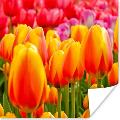 Produktbild von MuchoWow® Poster Orangene Tulpen auf dem Keukenhof in den Niederlanden 50x50 cm - Wohnzimmerdekoration