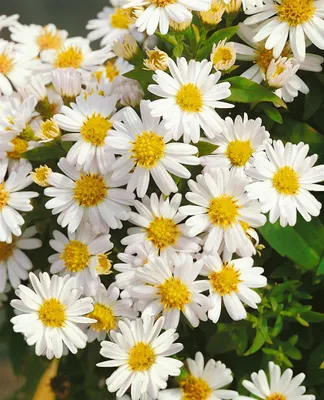 Produktbild von Kissen-Aster Schneekissen, im Topf - Aster dumosus