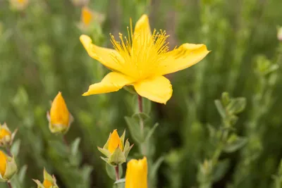 Produktbild von Hypericum polyphyllum 'Grandiflorum', gelb, ca. 9x9 cm Topf
