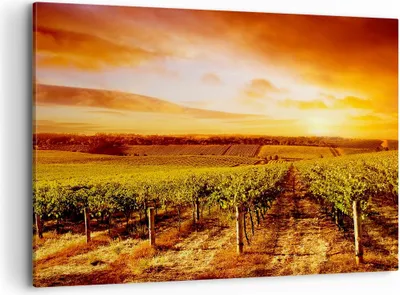 Produktbild von Bild auf Leinwand - Leinwandbild - Weinberg Aussicht Landschaft - 100x70cm - Wand Bild - Wanddeko - Leinwanddruck - Bilder - Kunstdruck - Wanddekoration - Leinwand bilder - Wandkunst - AA100x70-0170