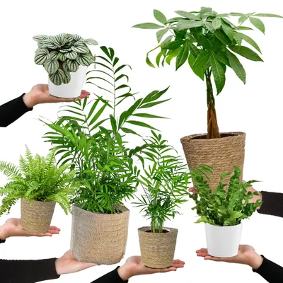 Produktbild von 6er Box Zimmerpflanzen Happy Cat –Zwergpfeffer, Bergpalme, Nestfarn, Schwertfarn & Glückskastanie - Höhe 15-70 cm - mit Übertöpfen