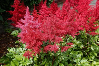 Produktbild von Stauden Gänge 3 x Astilbe arendsii Kollektion - Prachtspiere - in Rot Rosa Weiß - Farbige Blütenwolken für schattige Beete - Sehr Bienenfreundlich