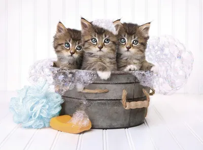 Produktbild von Clementoni Kittens and soap, 500 Stück(e), Tiere, 10 Jahr(e)