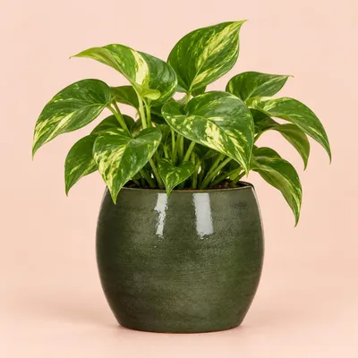 Produktbild von Mica Decorations Blumentopf - grun - Keramik - 16 x 14 cm