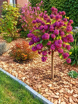 Produktbild von Liebesperlenstrauch Callicarpa bodinieri 'Profusion' Hochstamm 120 - 140 cm