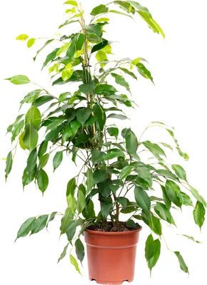 Produktbild von Pflegeleichete Birkenfeige "Forever" - Ficus benjamini - ca. 75 cm hoch, Topf-Ø 17 cm