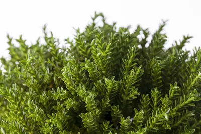 Produktbild von Hebe buxifolia, Strauchveronika, immergrün, 10–15 cm