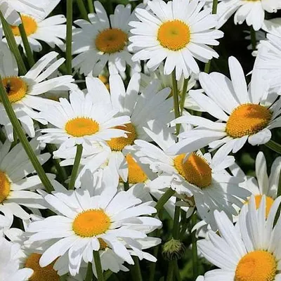 Produktbild von 6 x Margerite  - Leucanthemum 'Silberprinzesschen'  | Topf 9cm x 9cm