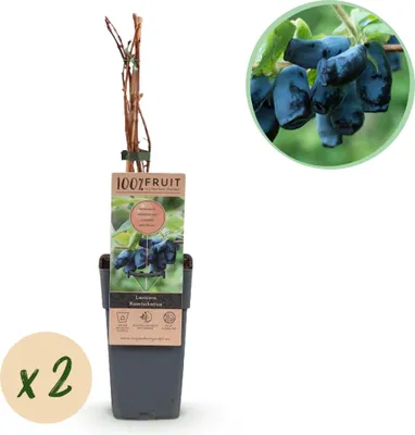 Produktbild von Green boutiQ - Obstpflanze - Lonicera caerulea Kamchatika - Honigbeere - Winterhart - Blaue Frucht - 2 Pflanzen - Topf 15cm - Höhe 50cm