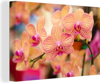 Zdjęcie produktu dla OneMillionCanvasses® - Obrazy na płótnie - 140x90 cm, Roślina - Orchidea - Kwiaty - Różowy - Flora, Dekoracja ścienna - Zdjęcie na płótnie - Obraz na drewnianej ramie