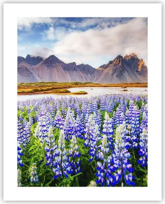 Produktbild von Poster - Poster ohne Rahmen - Berge Wiese Blumen - 40x50 cm - Wand Bild - Wanddeko - Wandbilder - Kunstposter - Wandposter - Bilder - Kunstdruck - Wanddekoration - Wandbild - P2XPA40x50-4114