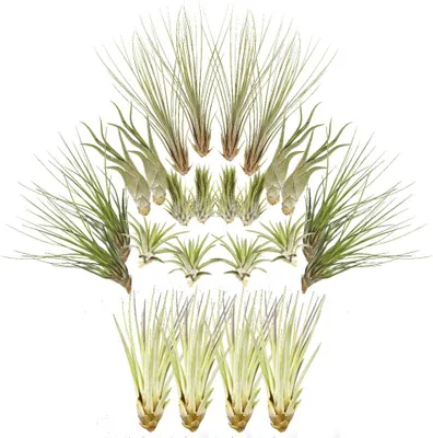Produktbild von Tillandsien 24er-Mix, Tillandsia, Bromeliengewächs