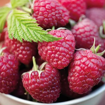 Produktbild von Rote Herbstpflanze 2L, älteste Sorte in Polen, mit doppelter Fruchtbildung