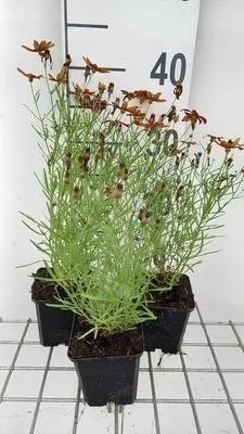 Produktbild von 6 x  Coreopsis vert. 'Ladybird' - Mädchenauge - Topf 9 x 9 cm