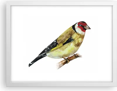 Produktbild von Gerahmtes Poster - Weißer Rahmen - Stieglitz Vogel Aquarell - 40x30 cm - Wand Bild - Wanddeko - Wandbilder - Kunstposter - Wandposter - Bilderrahmen - Bilder - Kunstdruck - Wandbild - P2WAA40x30-4179