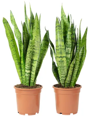 Produktbild von 2x Bogenhanf, pflegeleichte Zimmerpflanzen, Sansevieria zeylanica - Höhe ca. 65 cm, Topf-Ø 17 cm
