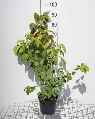 Image de Viburnum plic. 'Tomentosum' - Boule de neige 40- 60 cm - conteneur