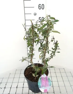 Zdjęcie produktu dla Buddleja dav. 'Peacock'® ('peakeep'®) - Krzew motylkowy 'Peacock'® Pojemnik 30-40 cm