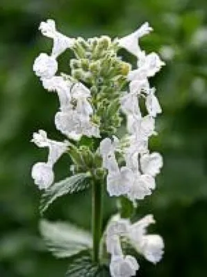 A close-up of a white flower with a green stem and leaves.