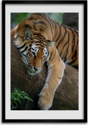 Produktbild von Bild - Bilderrahmen - 50 cm x 70 cm - MDF - Rahmen - Wandkunst Tiger auf dem Baum