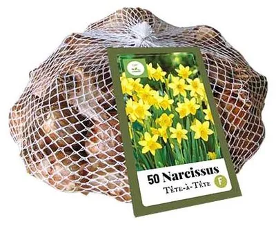 Obrázok produktu pre Narzisse – balenie (50 kusov) | Žiarovky narcisov od spoločnosti Jub Holland