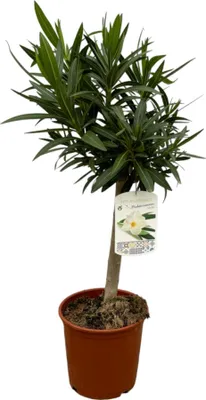 Immagine prodotto di Trendyplants - Nerium Oleander con fiore bianco - Altezza 80-100 cm - Pianta da giardino - Vaso da Ø22cm